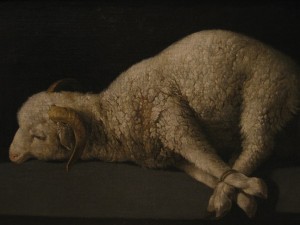 mouton piégé